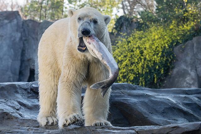 Während die Schönbrunner Eisbären ihren Fisch verzehren, suchen ihre wildlebenden Artgenossen verzweifelt nach Nahrung. | Foto: Daniel Zupanc