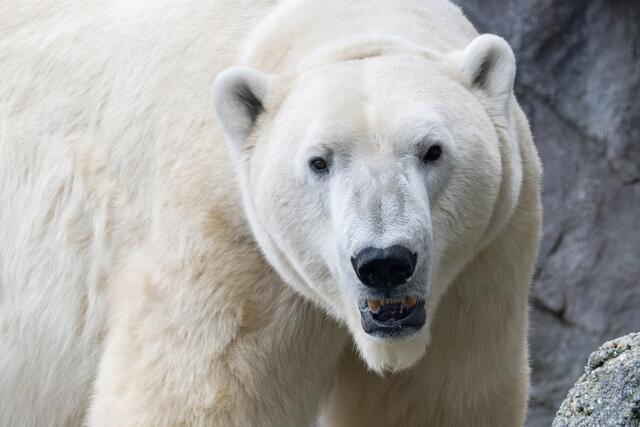 Der Tiergarten Schönbrunn macht zum Welteisbärtag, am 27. Februar, auf die gefährdeten Eisbären in der Wildbahn aufmerksam. | Foto: Daniel Zupanc