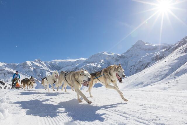 Zwei bis zehn Hunde umfasst jedes Gespann. | Foto: Gasteinertal Tourismus GmbH, Marktl Photography