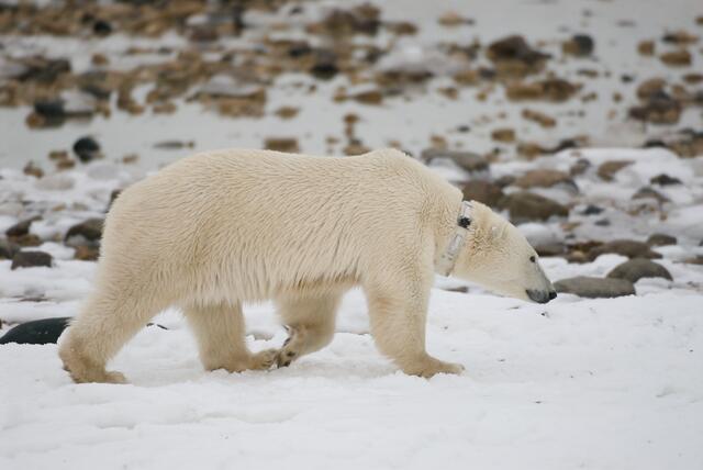Der Tiergarten Schönbrunn finanziert die GPS-Sender der Eisbären in der Arktis mit.  | Foto: Polar Bears International / BJ Kirschhoffer