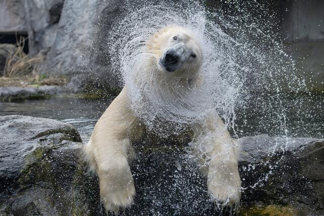 Am 27. Februar ist Welteisbärtag. Der Tiergarten Schönbrunn nimmt dies zum Anlass, um auf die bedrohte Tierart aufmerksam zu machen. | Foto: Daniel Zupanc