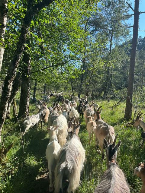 Egerdacher wählte einen Praktikumsplatz in Lygre, bei dem es sich um einen Bauernhof mit Geißen handelte. | Foto: Hanna Egerdacher