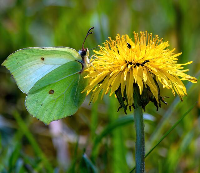 Der Zitronenfalter freut sich im Frühling über Blütennahrung. | Foto: Pixabay/Jürgen