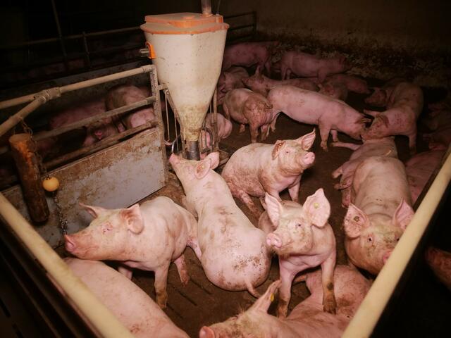 Wegen der Missstände erstattete der "Verein gegen Tierfabriken" am 27. Februar Anzeige bei der Bezirkshauptmannschaft Leibnitz. | Foto: Verein gegen Tierfabriken