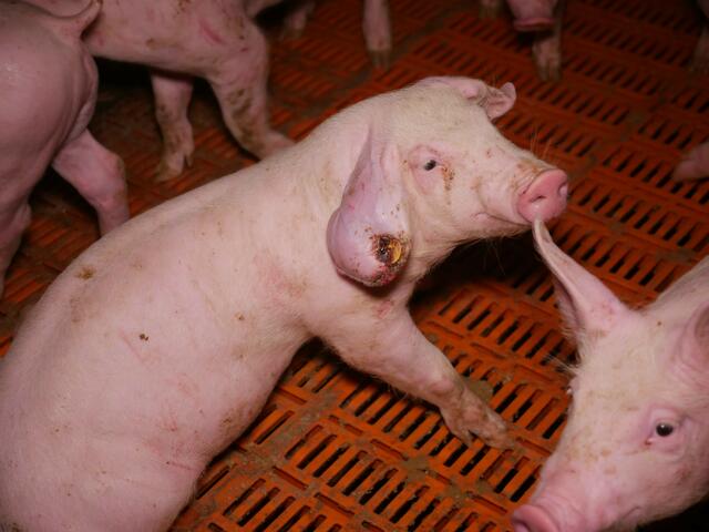 Die Aufnahmen wurden dem "VGT" vergangene Woche zugespielt und stammen von Mitte Februar dieses Jahres. | Foto: Verein gegen Tierfabriken