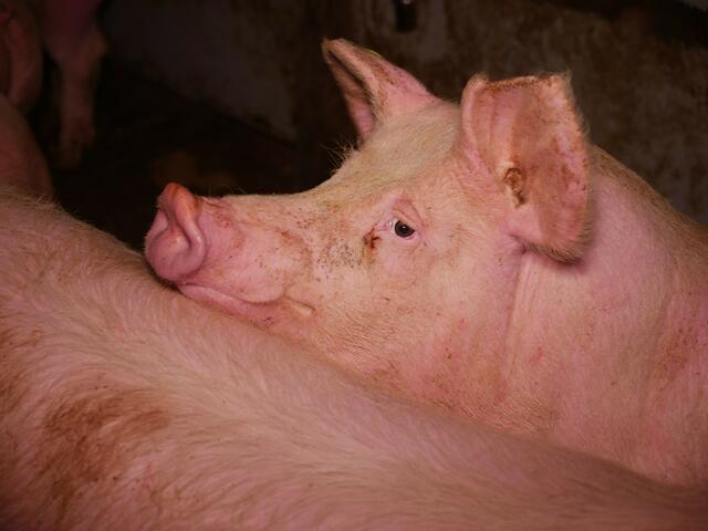 Dem "Verein gegen Tierfabriken" wurden Bilder und Videomaterial über schwerste Verletzungen und Missstände in einer äußerst großen Schweinemast-Anlage im Bezirk Leibnitz zugespielt. | Foto: Verein gegen Tierfabriken