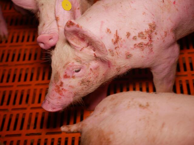 Foto: Verein gegen Tierfabriken