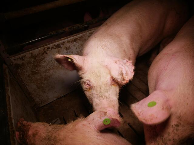 Foto: Verein gegen Tierfabriken