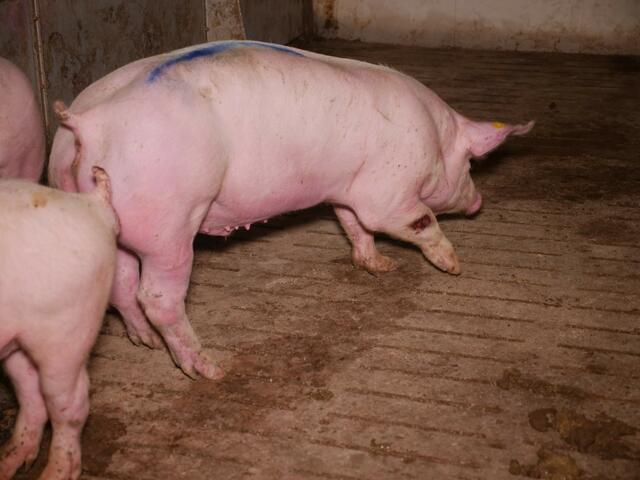 Die steirischen Grünen fordern, dass das Land Steiermark in Sachen Schweinehaltung mit gutem Beispiel vorangeht und zum ersten Bundesland werden soll, in denen es keine Ställe mit Vollspaltenböden mehr gibt.  | Foto: Verein gegen Tierfabriken