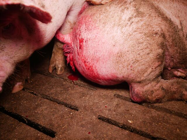 Foto: Verein gegen Tierfabriken