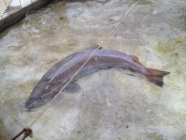 Das Foto anbei zeigt einen 67 Zentimeter langen und 3,3 Kilo schweren Huchen in der Fischwanderhilfe beim Kraftwerk Gabersdorf – so der Verbund. | Foto: Privat