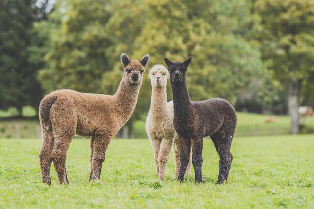 Foto: Pötsch/Alapakaland Österreich