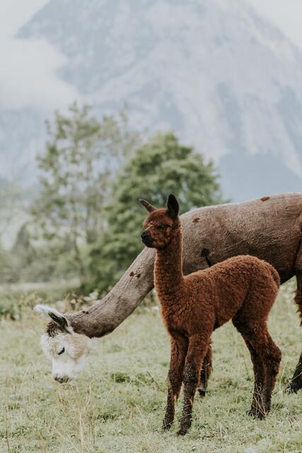 Foto: Pötsch/Alapakaland Österreich