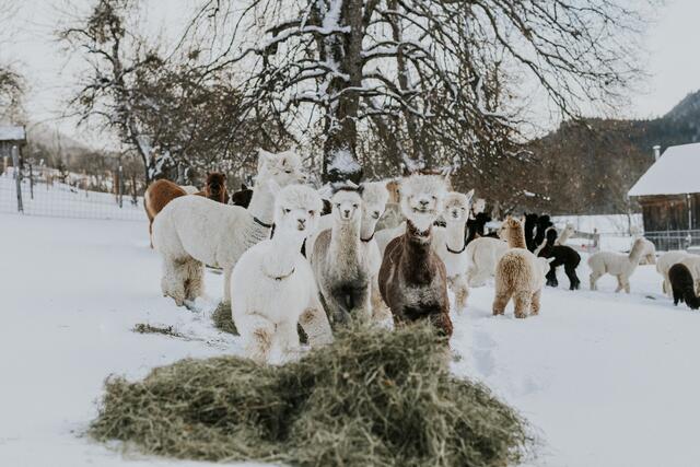 Die Wolle spielt eine entscheidende Rolle im Betrieb von Familie Pötsch. Bei einer Schur ergeben seine Alpakas etwa 300 Kilogramm Wolle, die sorgfältig gesammelt und anschließend in Österreich verarbeitet werden. | Foto: Pötsch/Alapakaland Österreich