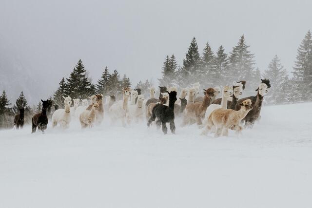 Die Beobachtung des Verhaltens der Alpakas ist ein wichtiger Teil der täglichen Routine, da Veränderungen im Verhalten oft auf gesundheitliche Probleme hinweisen. | Foto: Pötsch/Alapakaland Österreich