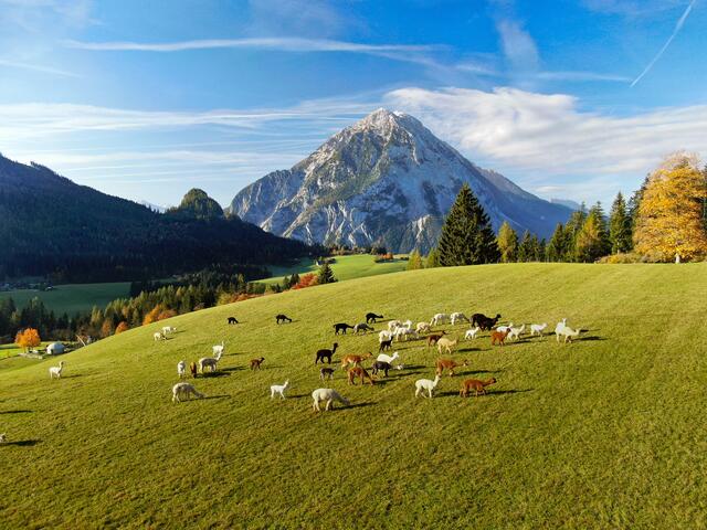 Für den Züchter sind Alpakas nicht nur eine Passion, sondern auch die Zukunft der Landwirtschaft.  | Foto: Pötsch/Alapakaland Österreich
