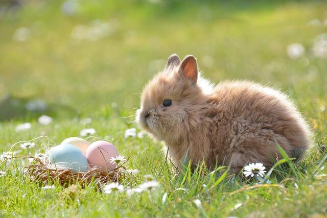 Zu Ostern stehen vor allem Eier und der traditionelle Osterschinken im Mittelpunkt des Festes. | Foto: pixabay.com