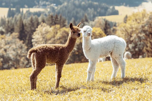 Mit nur fünf Alpakas begann er sein Abenteuer und baute nach und nach eine beeindruckende Herde auf.  | Foto: Pötsch/Alapakaland Österreich