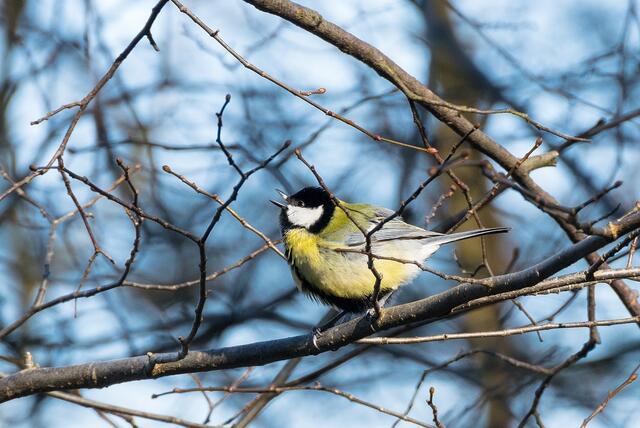 Singende Kohlmeise - Symbolbild | Foto: https://pixabay.com/photos/tit-great-tit-bird-spring-to-sing-631581/