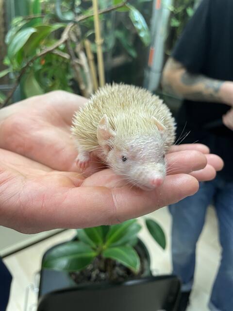 In den Räumlichkeiten von Science Pool befindet sich ein hauseigener Zoo.  | Foto: Kriechbaum/RMW