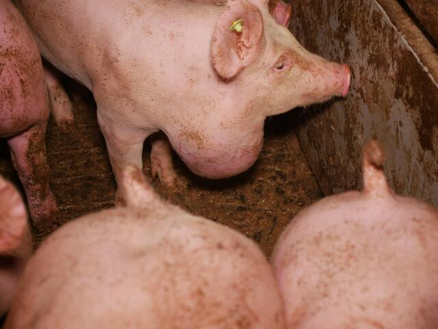 Die Fotos entstanden Mitte Februar, laut Kontrolle des Amtstierarztes wurden sie nachweislich medizinisch versorgt und befinden sich in der "Krankenbucht". | Foto: Verein gegen Tierfabriken