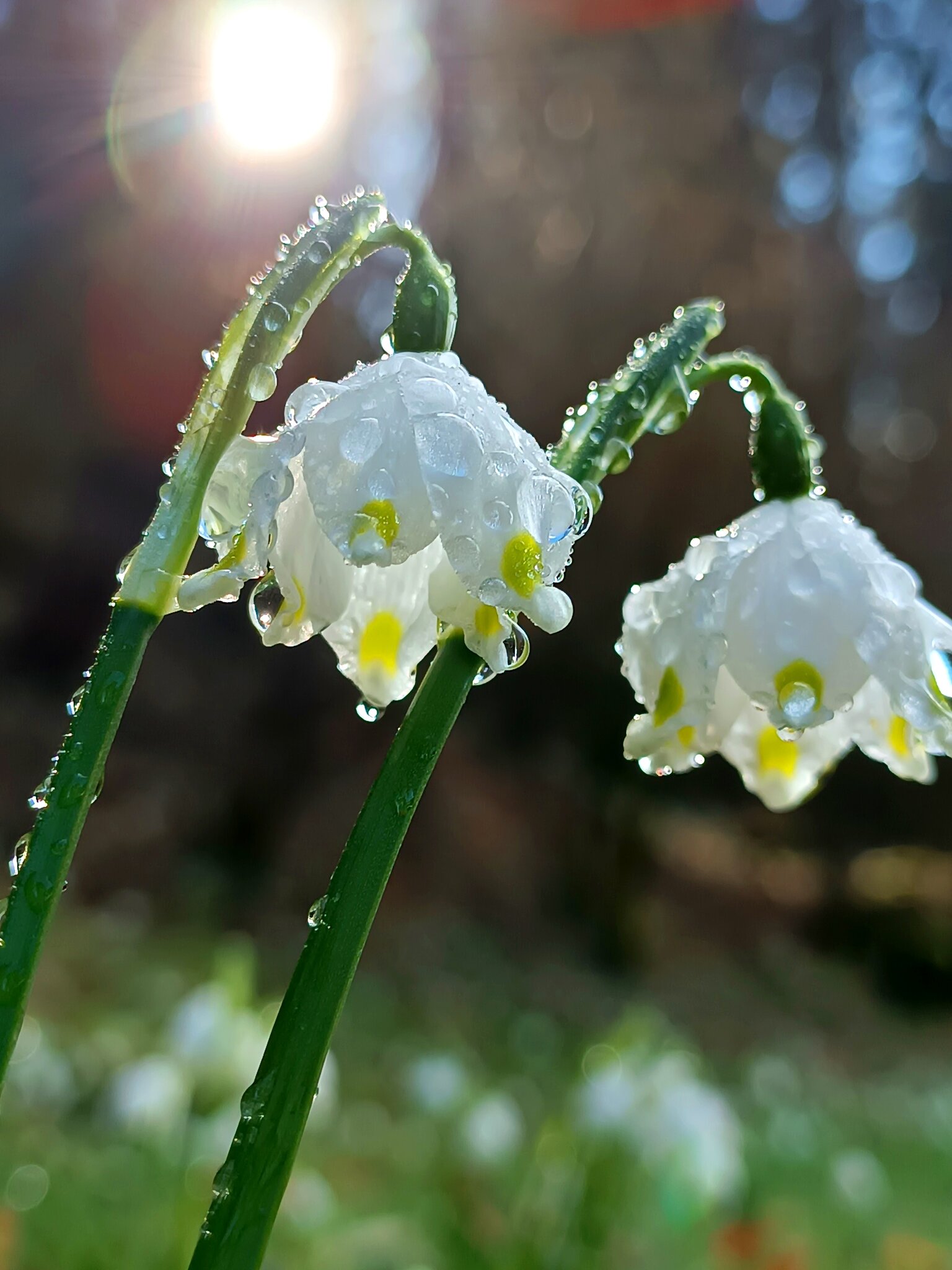 Frühlingserwachen: Frühlingserwachen - Scheibbs
