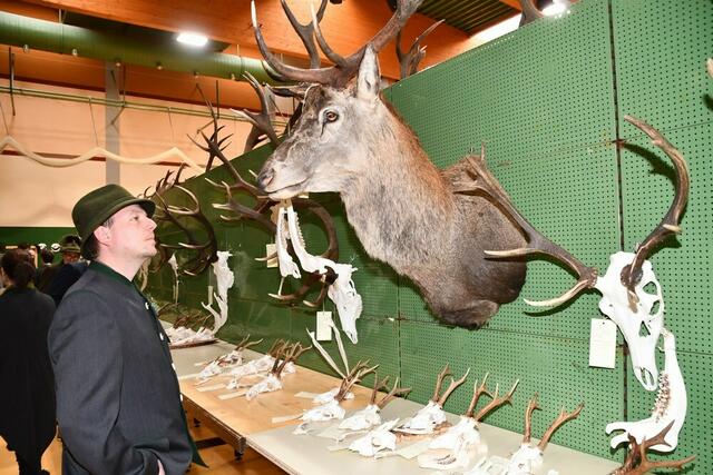 Viel Beachtung gab es für die Trophäen aus dem letzten Jagdjahr.  | Foto: Anita Galler
