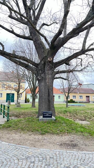 Diese Eiche wurde 1908 in Kleinhöflein gepflanzt. | Foto: Otto-Günter Lang