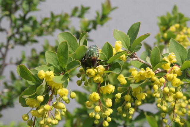 Auch die Gemeine Berberitze wird von den heimischen Insekten gerne angeflogen. | Foto: Karadar