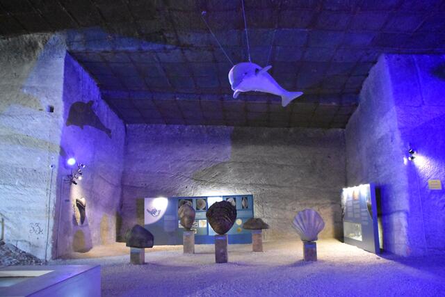 Maritime Fundstücke und Einschlüsse zeugen von der Zeit, als an dieser Stelle Meer war.  | Foto: RMA Podiwinsky