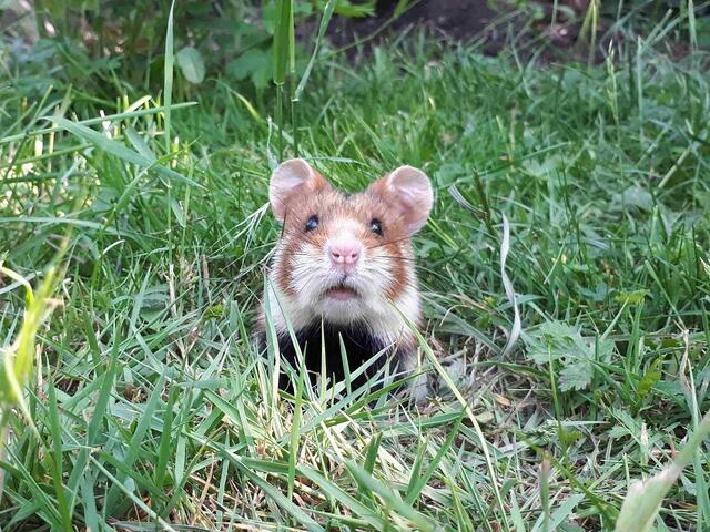 In der ersten Bezirksvertretungssitzung des Jahres ging es um süße Hamster und (ungewollte) Straßen. (Symbolfoto) | Foto: pixabay.com