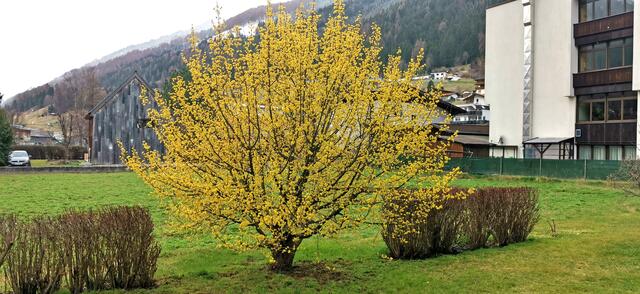 Die Kornelkirsche blüht an einigen Standorten im Bezirk bereits und dient den Insekten – anders als die Forsythie – als frühe Nahrungsquelle. | Foto: Karadar