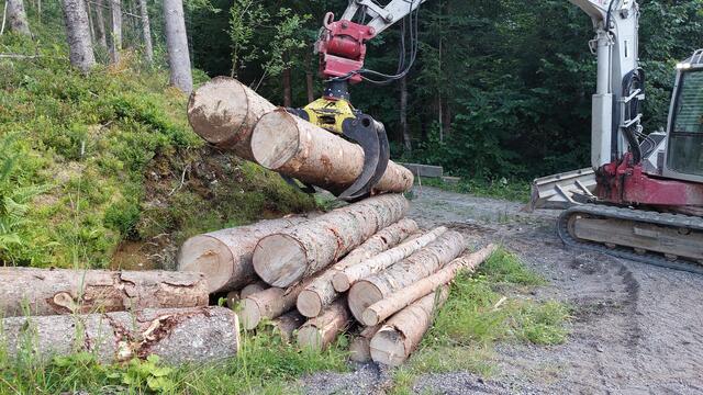 Nach den neuen EU-Regelungen sollten zehn Prozent von Österreichs Wäldern nicht mehr bewirtschaftet werden. (Symbolbild) | Foto: Wolfram Huber