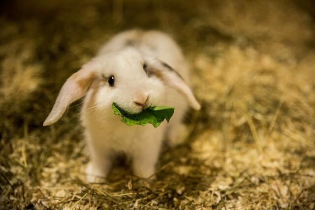 Der Tierschutzverein St. Pölten appelliert: Bitte keine Tiere zu Ostern und Co verschenken. | Foto: TSV St. Pölten