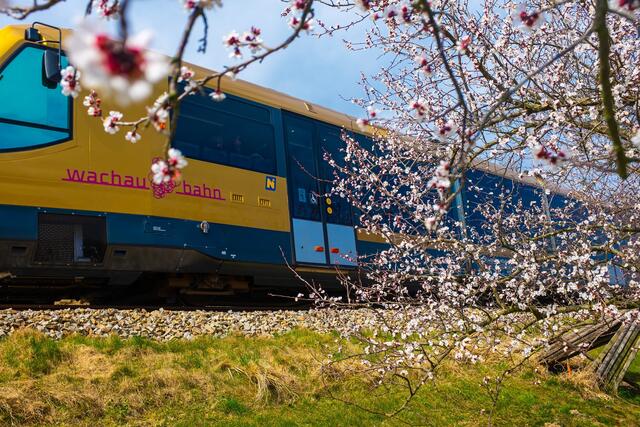 Die Wachaubahn auf ihrem Weg durch das UNESCO-Weltkulturerbe Wachau während der Marillenblüte. | Foto: NB/Wegerbauer