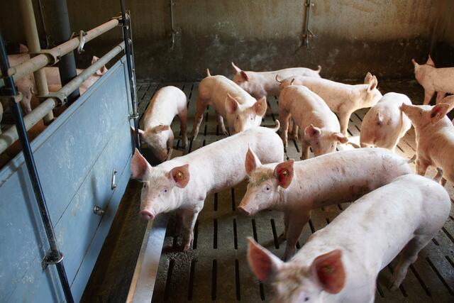 Der Großteil der Schweine in Österreich wird auf Vollspaltenböden gehalten.  | Foto: Verein Land schafft Leben