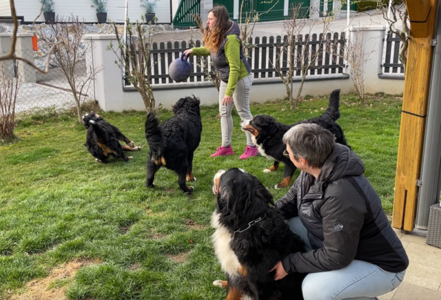 Mit vier Berner Sennenhunden im Garten geht's schon ziemlich rund. | Foto: Kern