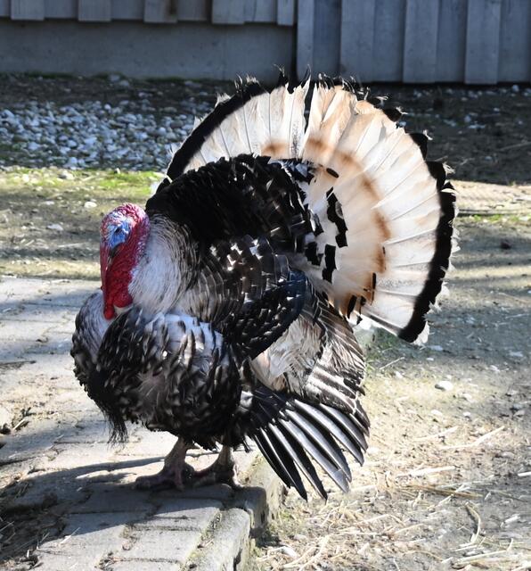 Gröllwitzer Pute - Männchen