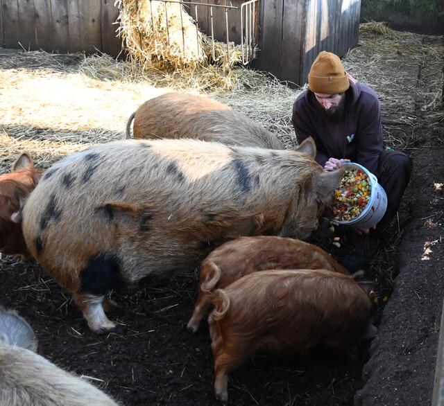 Junge "Kunekune" Schweine mit Ralf bei der Fütterung.