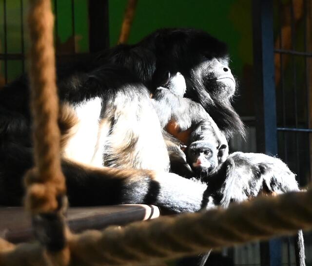 Brüllaffe Shakiro und Rotbauchtamarin-Jungtier beim Kuscheln.