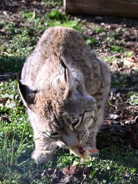 Luchs beim Snack.