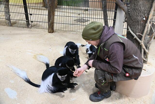 Guereza - "Baumkuh der Affen".
Erdnüsse von Marc.