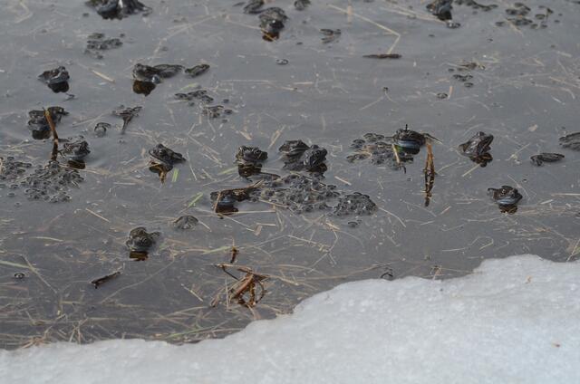 Grasfrösche im Krötenweiher | Foto: Kathrin Herzer