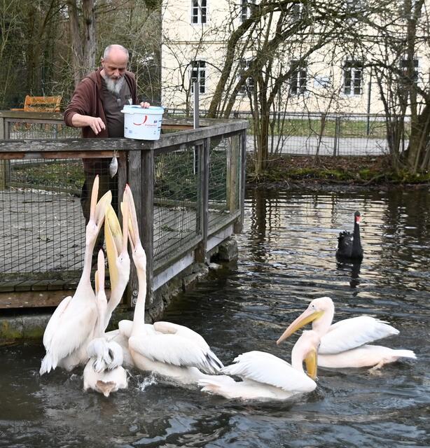 Tierpfleger Andreas füttert die Pelikane. 