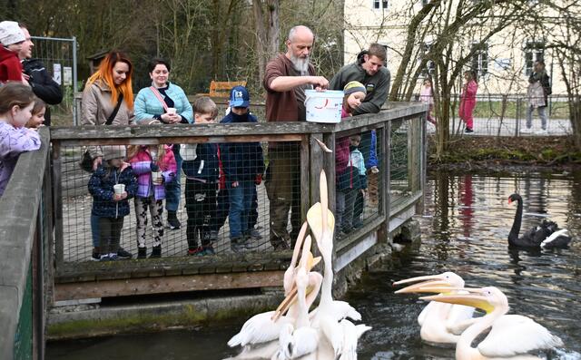 Pelikanfütterung - Tierpfleger Andreas 