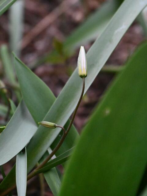 Wildtulpe