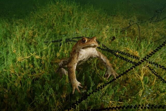 Amphibien haben es trotz Schutzstatus nicht leicht. Im Bild eine Erdkröte. | Foto: Kathrin Herzer