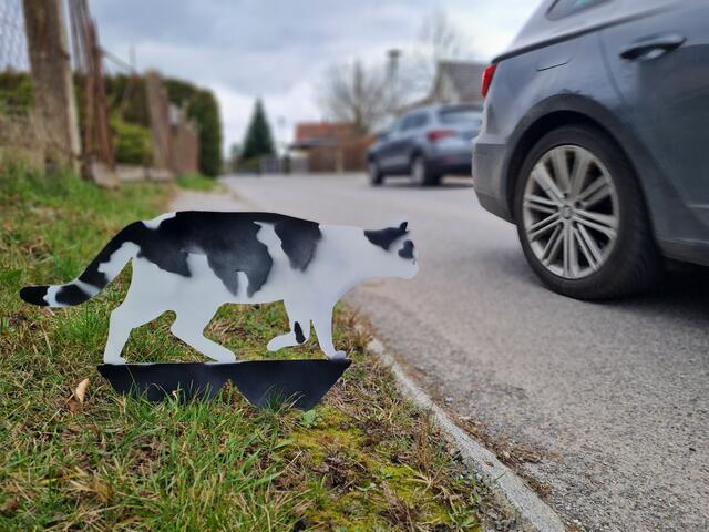 Viele Freigänger-Katzen sterben im Straßenverkehr | Foto: Vanessa Giesen