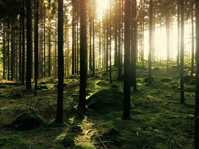 Zwar besitzen in Österreich nur wenige Menschen einen Wald. Die Funktionen dieses wertvollen Lebensraumes kommen aber uns allen zugute.  | Foto: Gustav Gullstrand/Unsplash