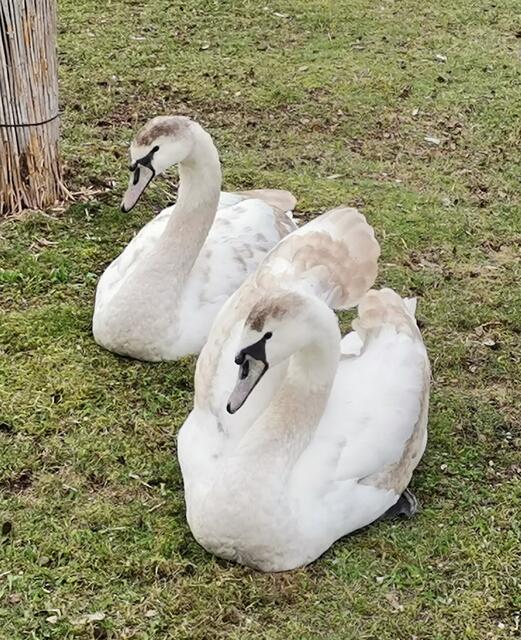 Junge Schwäne an der Traun.